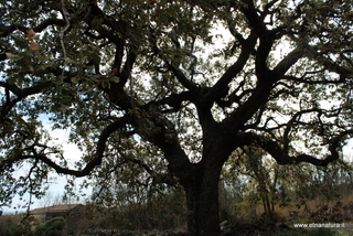 Quercia del Sommacco
